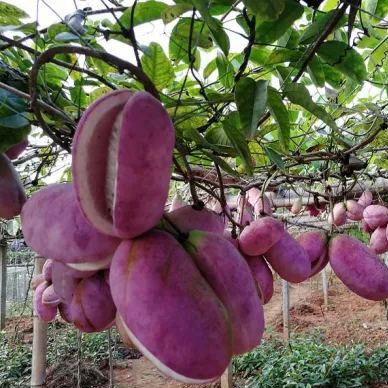 Stauntonia Latifolia Seeds-Organic Food