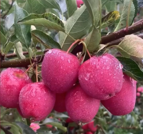 Xantolis Stenosepala Mini Apple Seeds