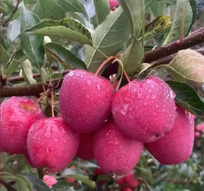 Xantolis Stenosepala Mini Apple Seeds