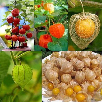 Physalis Peruviana Golden Berry Seeds Lantern Fruit Seeds