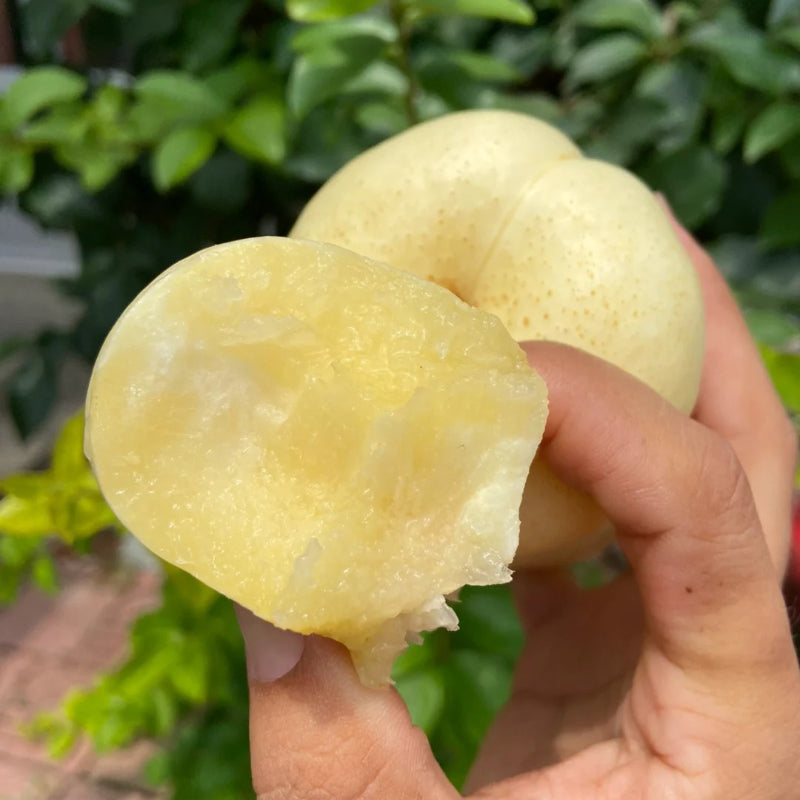 Nectarine Flat Seeds