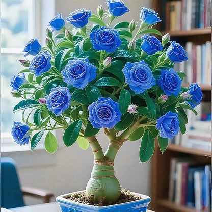 🔥Limited Sale 49% OFF!! - 🌵🌺Desert Rose Bulbs