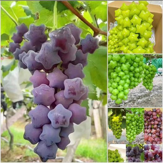 Winter Star Grape Seeds