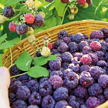 Giant Raspberry Seeds -92% Germination🌱