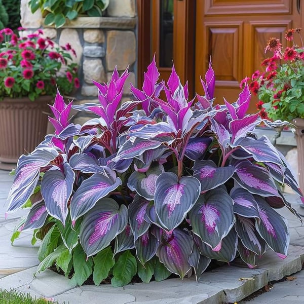 🔥 Last day clearance 🔥 Premium Rare Hosta Seeds🌿 Shade-Tolerant Plant