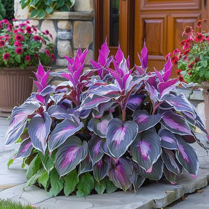 🔥 Last day clearance 🔥 Premium Rare Hosta Seeds🌿 Shade-Tolerant Plant