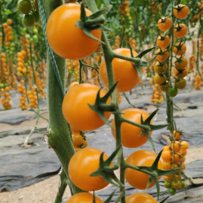 Patio Choice Yellow Cherry Tomato Seeds