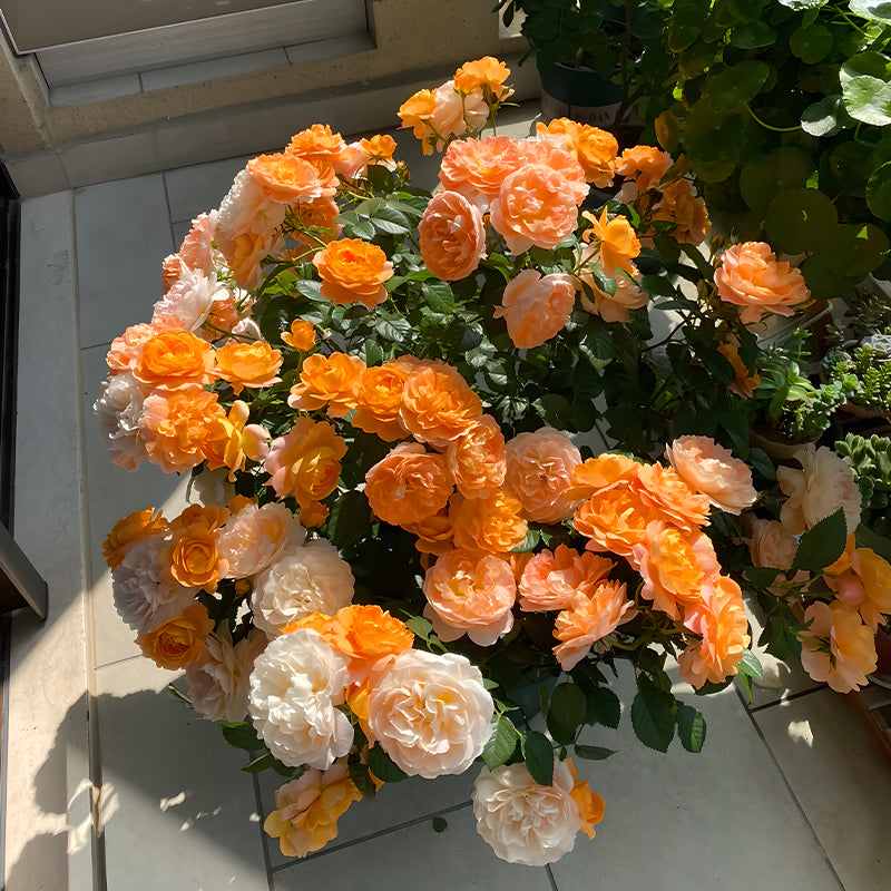 Potted Four Seasons Rose Juice Balcony