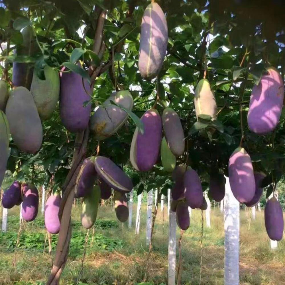 Stauntonia Latifolia Seeds-Organic Food