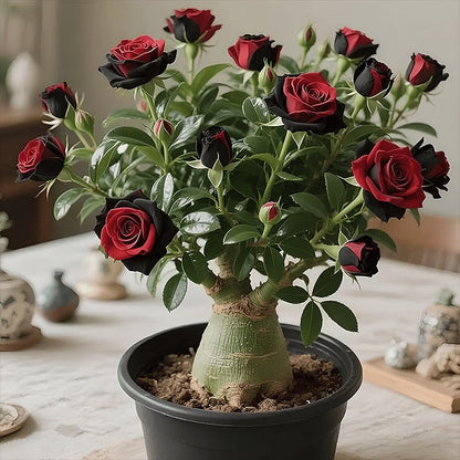 🔥Limited Sale 49% OFF!! - 🌵🌺Desert Rose Bulbs