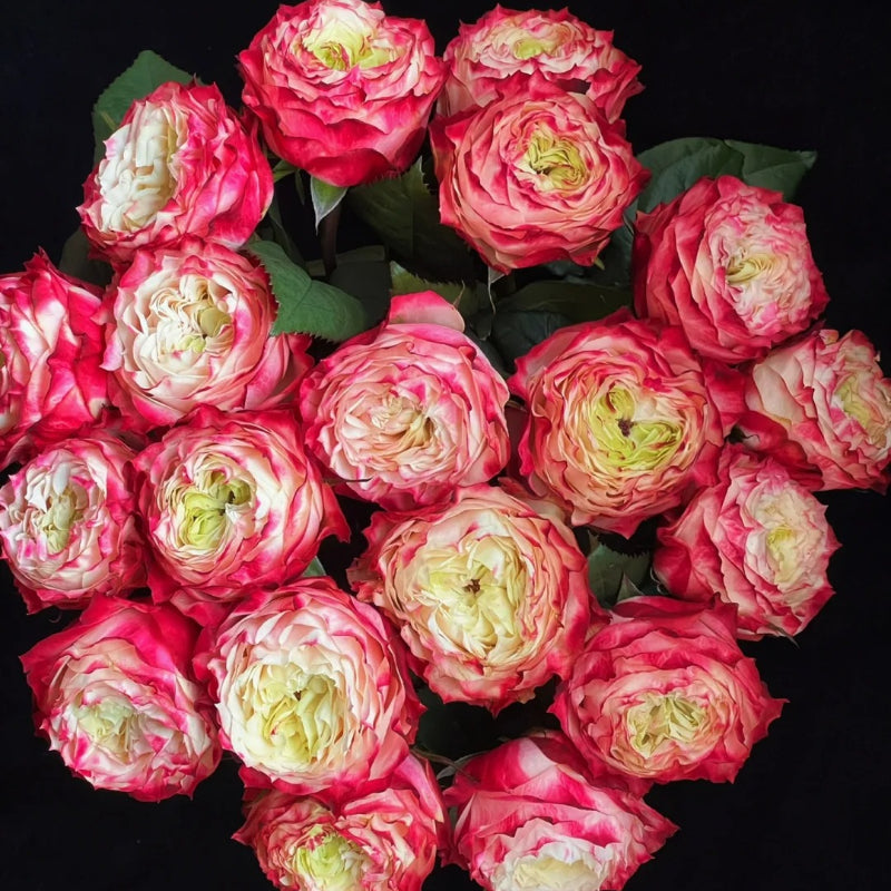 Rare Multi-color Roses-Apple Jack Seeds