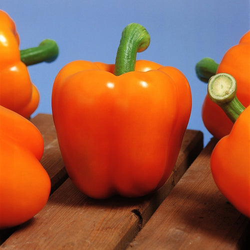 Pepper Milena F1 Organic