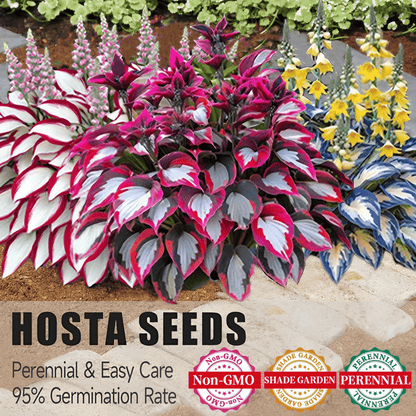 🔥 Last day clearance 🔥 Premium Rare Hosta Seeds🌿 Shade-Tolerant Plant