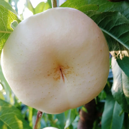 Nectarine Flat Seeds