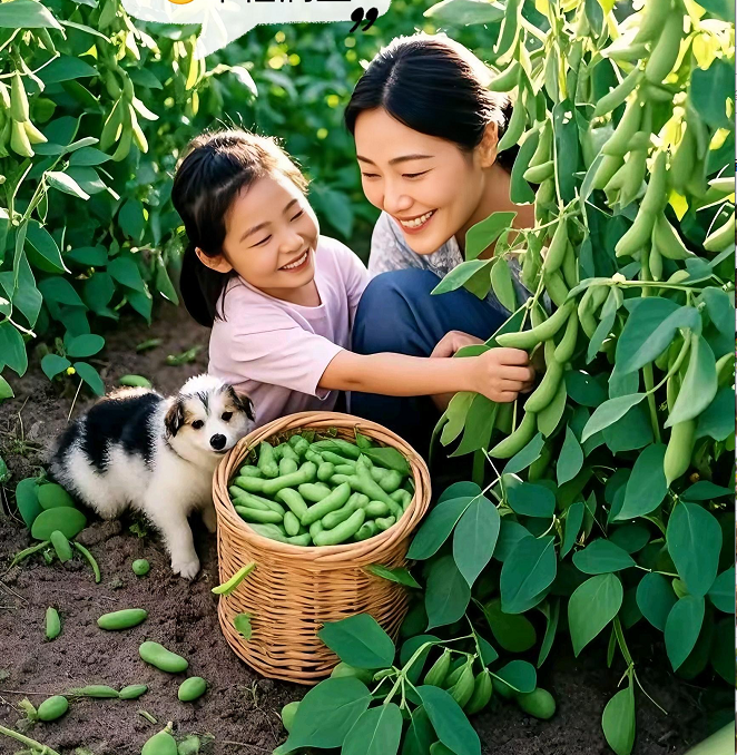 Edamame Seeds
