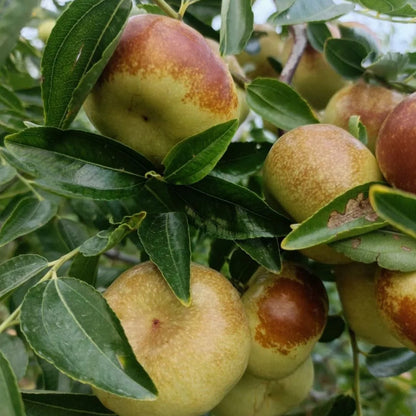 Flat Chinese Dates Seeds