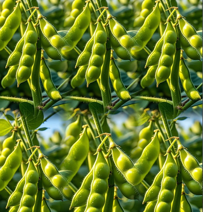 Edamame Seeds