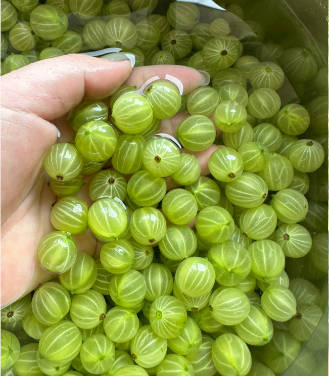 Multicolor Gooseberry Seeds