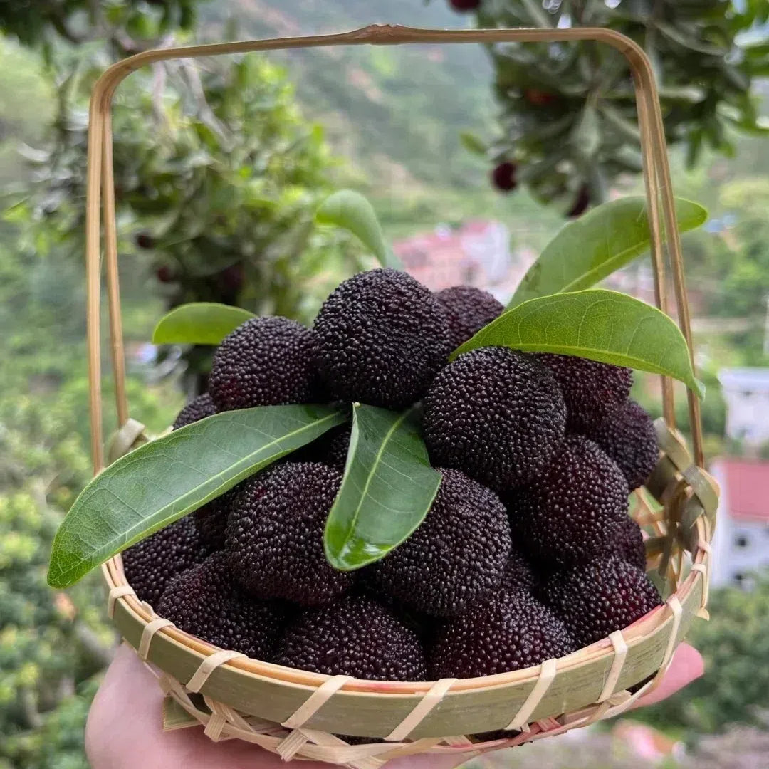 Black Bayberry Seeds