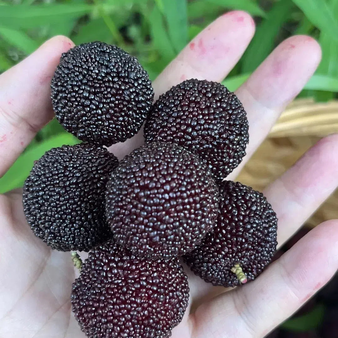 🍒 Giant Black Pearl Bayberry Seeds