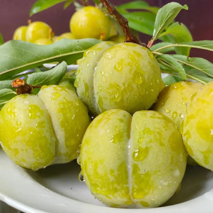 Yellow Plum Seeds Sugar Plum