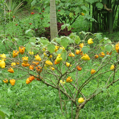 Nipple Fruit Seeds ~ Cow's Udder ~ Titty Fruit ~ Apple of Sodom (Solanum mammosum) ~ Nipplefruit Bizarre Fruit in the Solanum Family