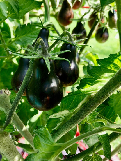Blue Keyes Tomato Seeds • Dark Anthocyanin Pear Cherry • Open Pollinated • Modern Variety