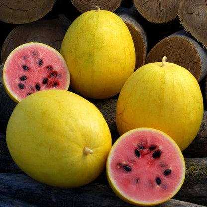 Watermelon, Red in Gold Hybrid, Golden Midget Watermelons