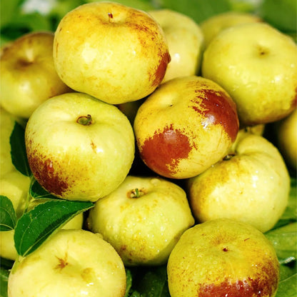 Flat Chinese Dates Seeds