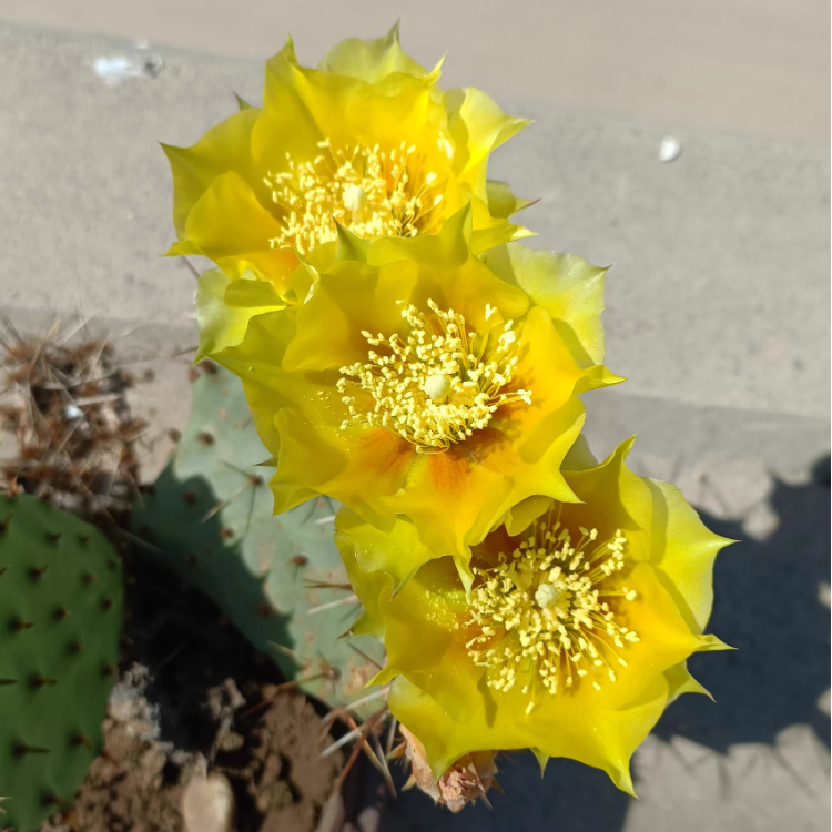 Edible Nopales Prickly Pear Cactus Seeds