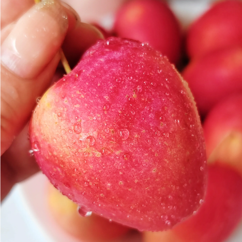 Xantolis Stenosepala Mini Apple Seeds
