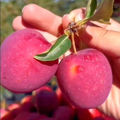 Xantolis Stenosepala Mini Apple Seeds