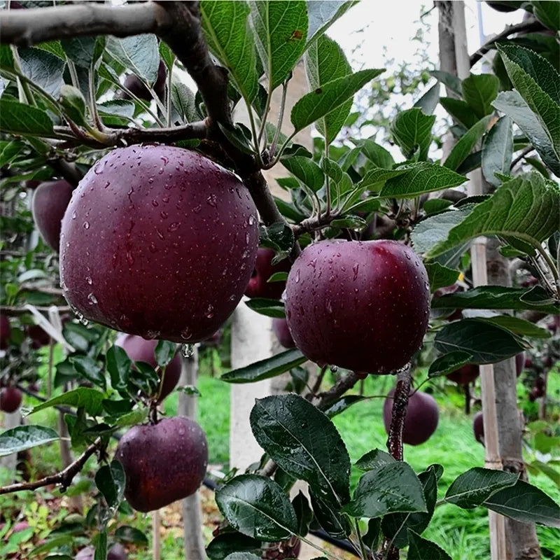 Rare Black Diamond Apple Seeds