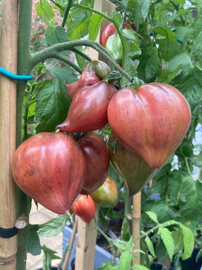 Crushed Heart Tomato Seeds  Organic Heirloom Tomatoes