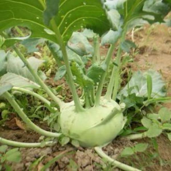 Kohlrabi Seeds