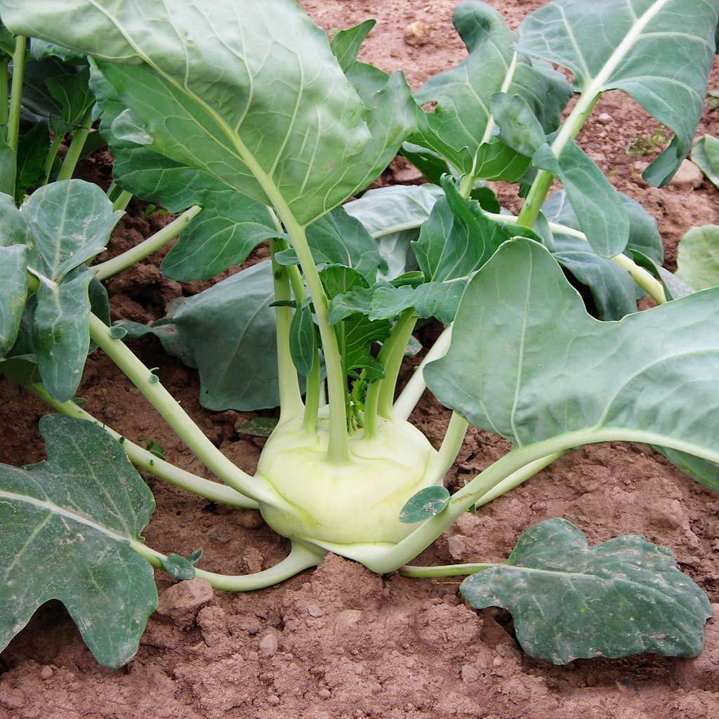 Kohlrabi Korist