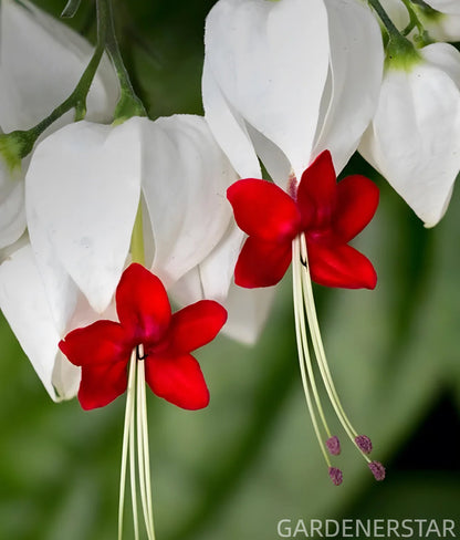 🌼Bleeding Heart Vine Pot Seeds