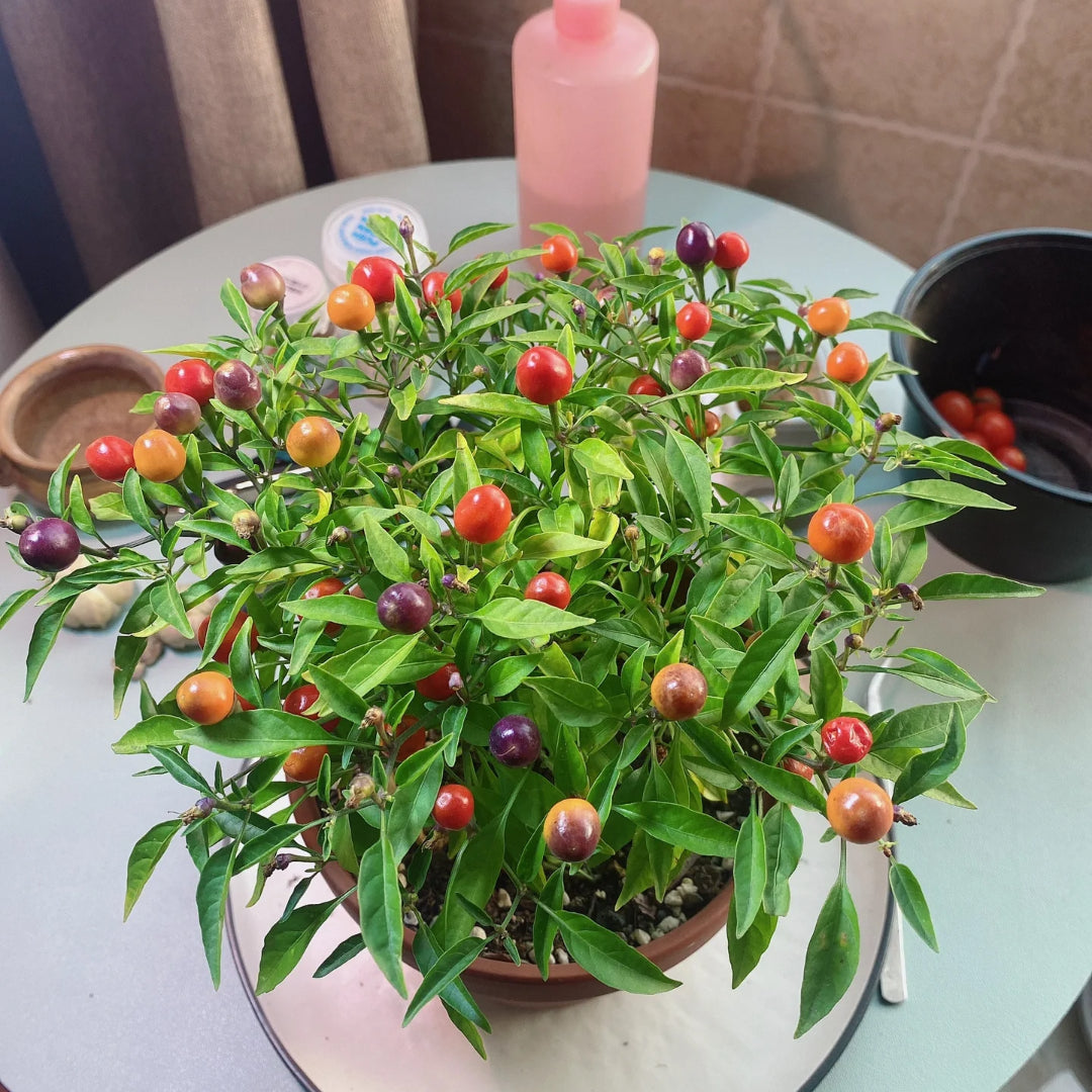 Chinese Five-Color Pepper Ornamental Pepper