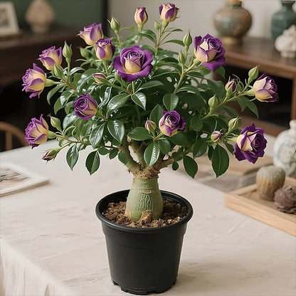 🔥Limited Sale 49% OFF!! - 🌵🌺Desert Rose Bulbs