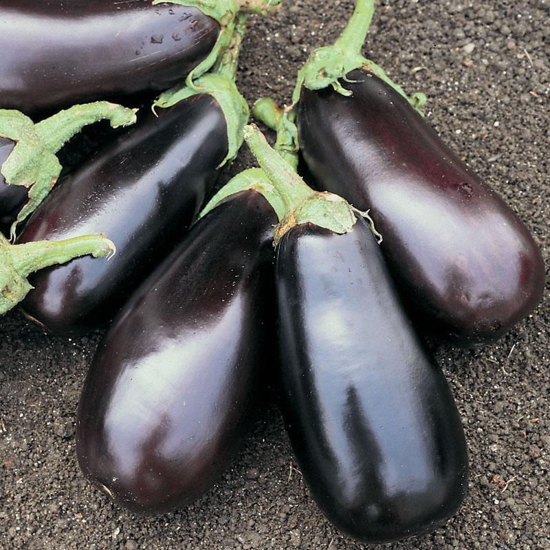 Eggplant Classic F1