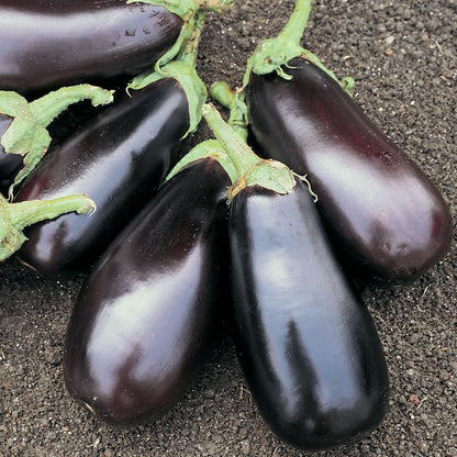 Eggplant Classic F1