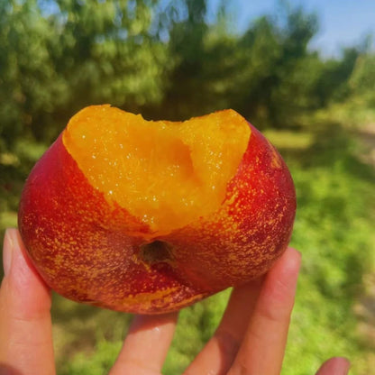 Nectarine Flat Seeds