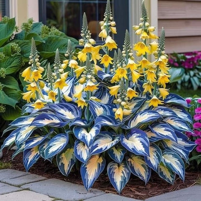 🔥 Last day clearance 🔥 Premium Rare Hosta Seeds🌿 Shade-Tolerant Plant