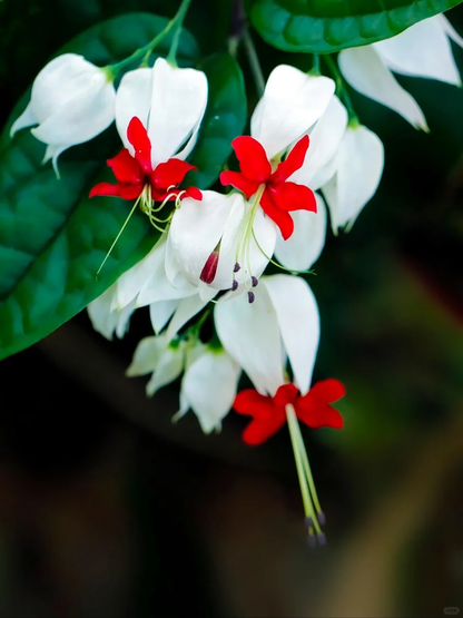 🌼Bleeding Heart Vine Pot Seeds