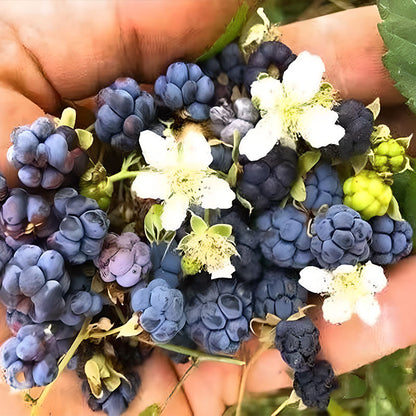 Giant Raspberry Seeds -92% Germination🌱