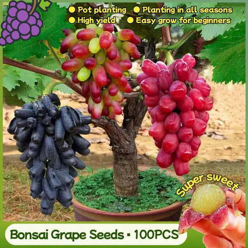 🍇Potted Grape Vine Seeds