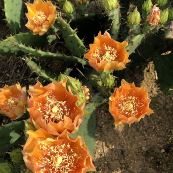 Edible Nopales Prickly Pear Cactus Seeds