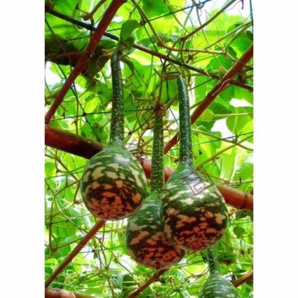 Rare Swan Speckled Swan Bottle Gourds Seeds