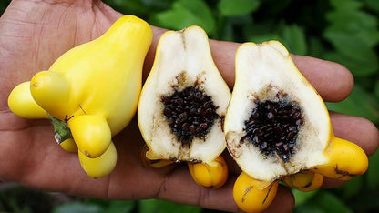 Nipple Fruit Seeds ~ Cow's Udder ~ Titty Fruit ~ Apple of Sodom (Solanum mammosum) ~ Nipplefruit Bizarre Fruit in the Solanum Family