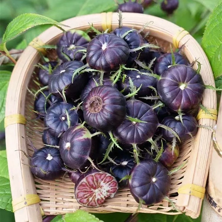 Red Fruit Ginseng Seeds-Spider Fruit